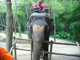20090417 Half Day Safari - Elephant  29 of 42 